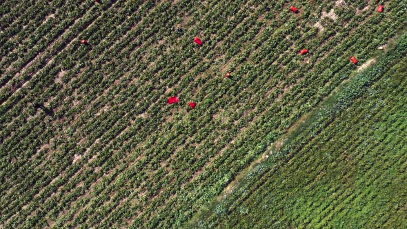 Aerial Drone View of Green Agricultural Field