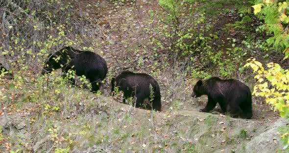 A Grizzly sow and her two cubs walk along a path in the forest.