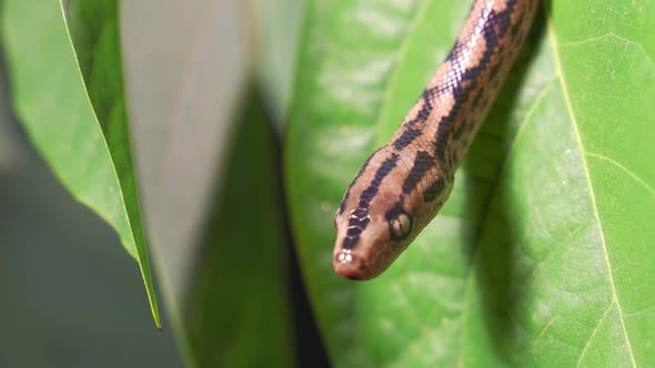 The Python Quickly Crawls Along the Branches of Trees in Search of Prey