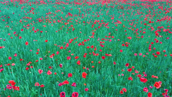 Field of Blossoming Red Poppies Summer Landscape Meadow. Aerial Dron Shoot. 