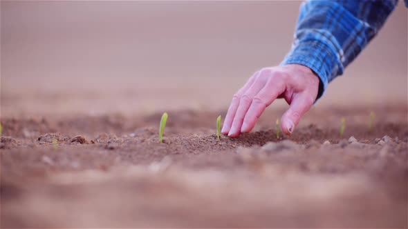 Agriculture - Farmer Examining Young Corn Growing at Agricultural Field