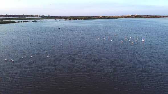 Zoom in of Pink Flamingos swimming in a pond in Vendicari Natural reserve, Sicily, Italy