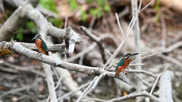 Group of Kingfisher or Alcedo Atthis Perches on Branch