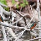 Group of Kingfisher or Alcedo Atthis Perches on Branch - VideoHive Item for Sale
