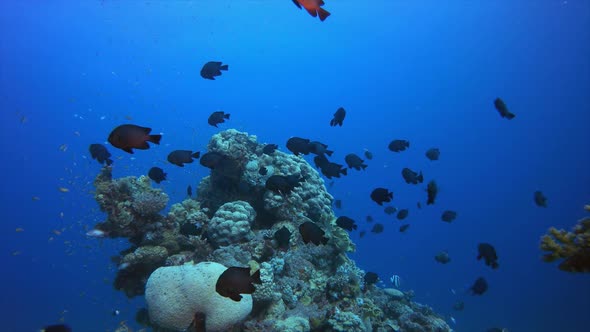 Underwater Scene Marine World