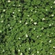 Blooming Plants on Field, Aerial Shot, Farming and Agriculture - VideoHive Item for Sale