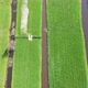 Aerial View Of Green Fields And Water Texture - VideoHive Item for Sale