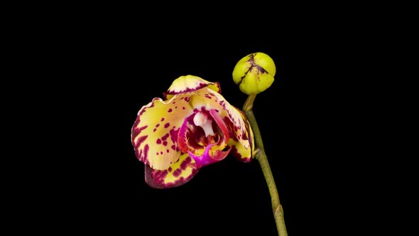 Blooming Yellow - Magenta Orchid Phalaenopsis Flower