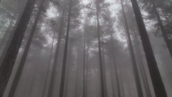 Texture of the misty forest aerial view background 4 K