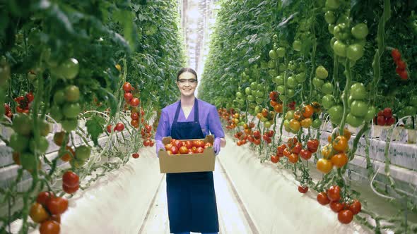 Glasshouse Worker Holds a Basket with Ripe Tomatoes and Smiles