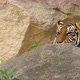 A tiger is hiding behind the rock - VideoHive Item for Sale