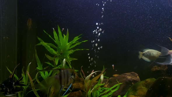 Beautiful Freshwater Aquarium with Green Plants and Small Fish. Home Concept