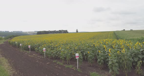 Sunflower field - aerial shot