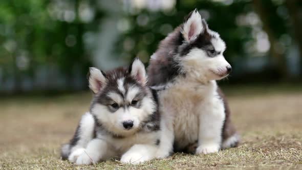 Two Siberian Husky Puppies Sitting In The Park