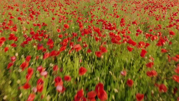 Flight Over Red Field of Poppies