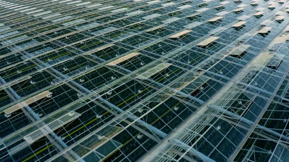 Establishing Shot of Venlo or Dutch Greenhouse Plant