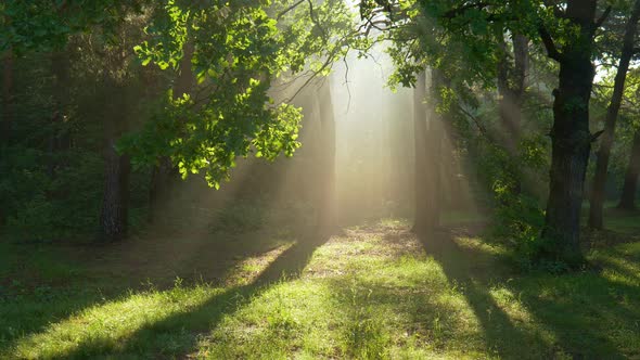 Fantastic Foggy Morning. Camera Moves Towards the Blinding Light Between the Trees. Mystical Walk in