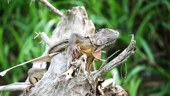 Costa Rica Wildlife, Green Iguana Lizard Lying in the Sun on a Branch by the River, Boca Tapada, Cen