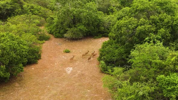 Spotted Deer in the Forest