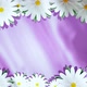 Spinning Chamomiles On Card Stylish Purple Background - VideoHive Item for Sale
