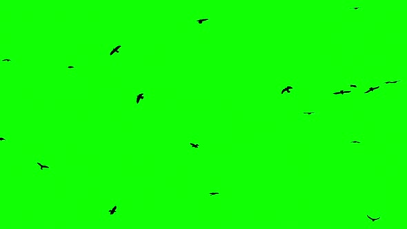 Flock Of Birds On Green Screen