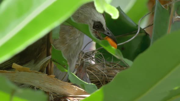Mother Bird Feeding Chicks