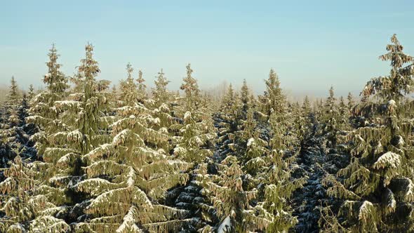 Aerial View of Forest