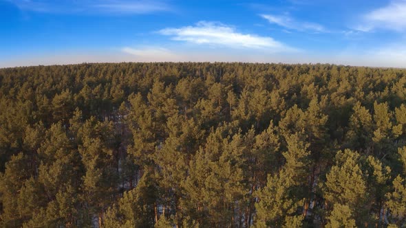 Aerial View Forest Winter Nature