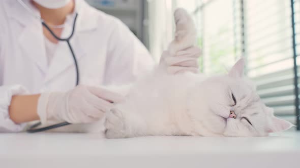 Asian veterinarian sit on table, work to examine cat during appointment in veterinary hospital.