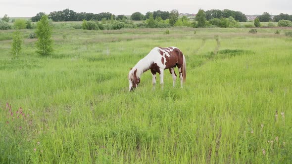 A Beautiful Brown and White Horse Sits on a Summer Meadow During the Rain