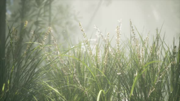 Grass Flower Field with Soft Sunlight for Background