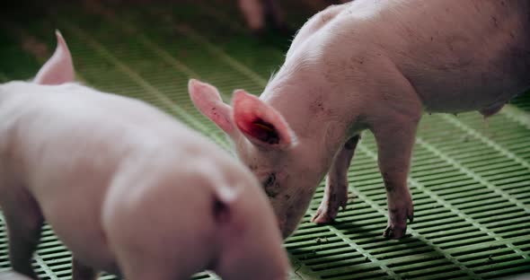 Pigs at Livestock Farm Pork Production Piglet Breeding