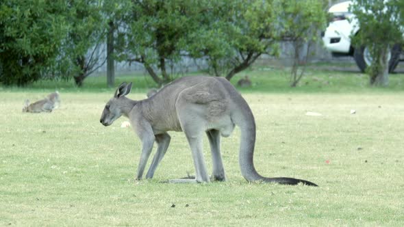 Australian kangaroo's grazing in a township park land. Single large male eating grass.