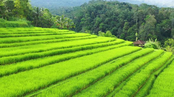 Aerial View of Rice Terraces. Bali, Indonesia. Agricultural Landscape from The Air.