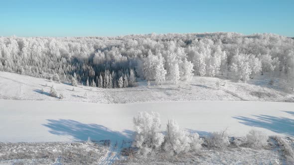 Frosty winter forest