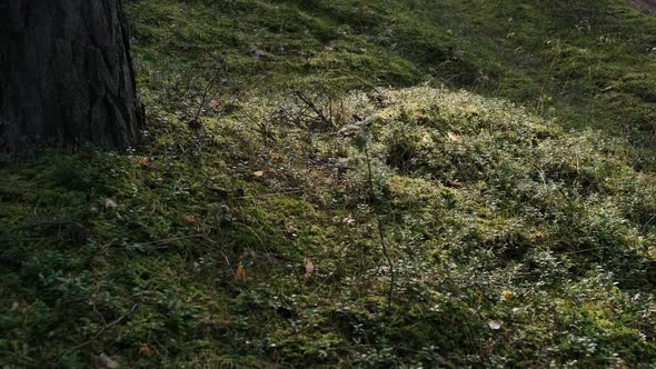 A ray of sun illuminates the moss in the forest. Illuminated moss mound.