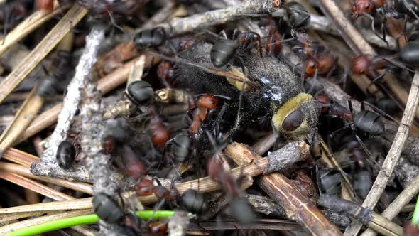 Colony of ants on nest in forest as they work and forage together