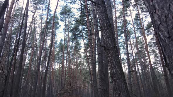 Trees in a Pine Forest During the Day Aerial View