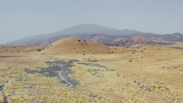 Drone Video of a Group of Zebras Running on a Yellow Savannah