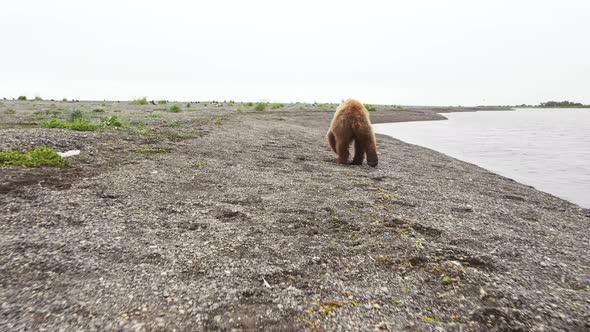 The Kamchatka Brown Bear Walks Through the Rocky Landscape