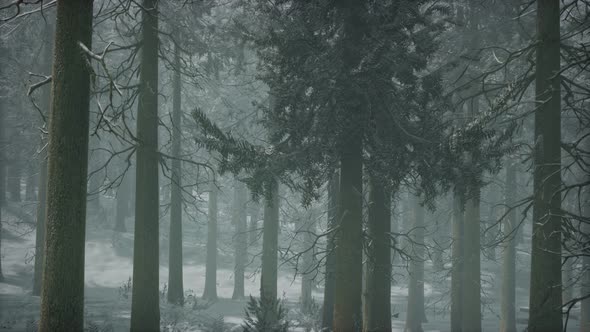 Winter Snowcovered Forest on a Cloudy Day