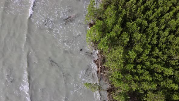 Aerial view look down mangrove tree at sea coastal