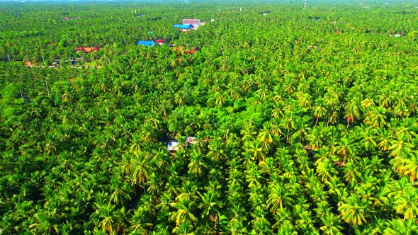 An aerial view from a drone flying over a beautiful green coconut grove