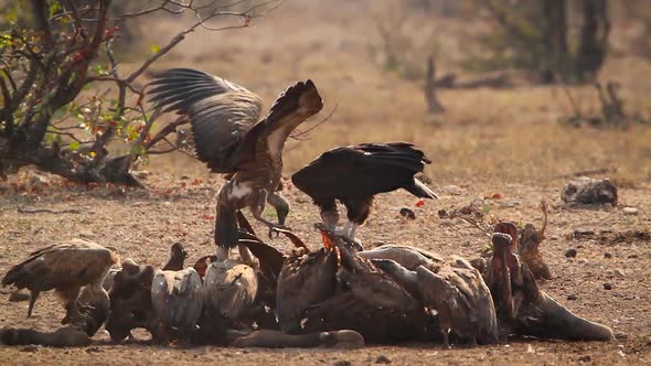 Lappet faced Vulture and White backed Vulture in Kruger National park, South Africa