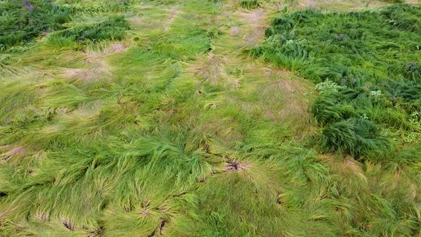 Green grass pattern. Beautiful natural meadow grass background