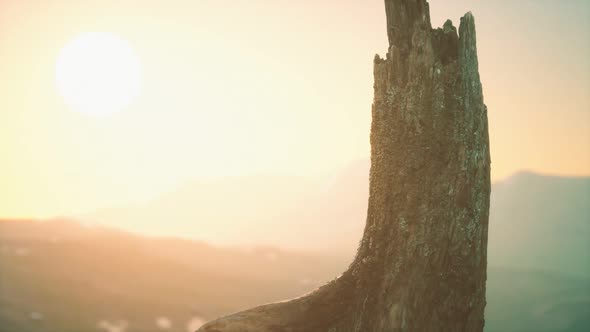 Old Tree Stump Trunk on the Hill at Sunset