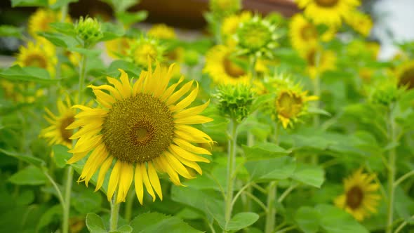 4K. Professional Video. Close Up Flower (Sunflower) Macro shot nature flower. Blue sky background.