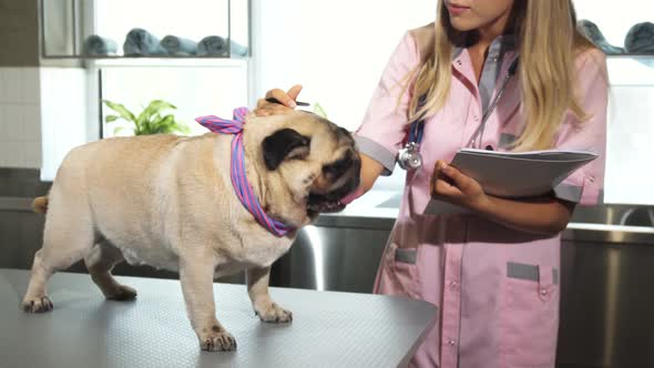 The Vet Is Making Notes After Cheking Up the Pug Dog