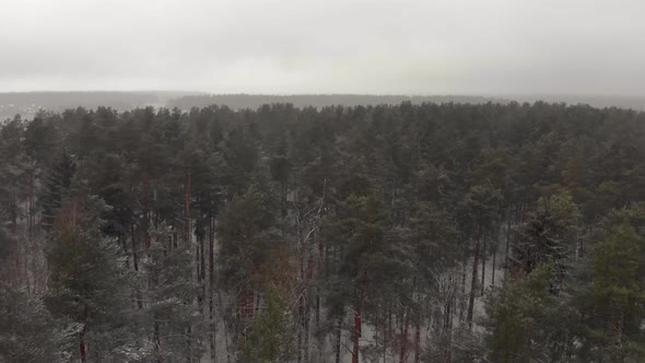 Flying Over the Forest in Winter