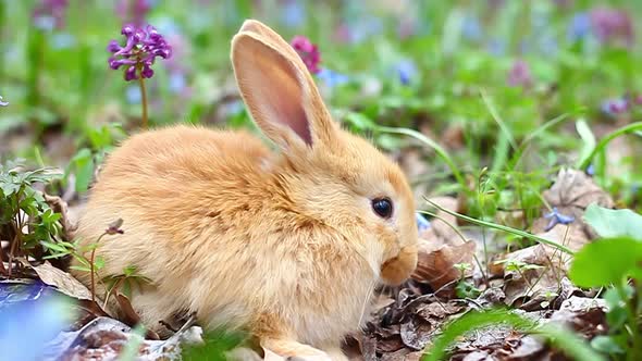 Small Easter Red Fluffy Rabbit with Cute Ears